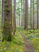 USA, Bundesstaat Washington. Central Cascades, Pfad durch einen Wald aus Douglasien und Hemlocktannen mit grünem, moosbewachsenem Unterholz
