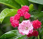 USA, Washington State. Mountain Laurel