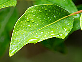 USA, Washington State. Raindrops on Rhododendron leaves