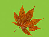 USA, Washington State. Still-life of red Maple leaf on lime colored background