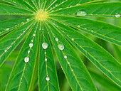 USA, Washington State. Water on lupine leaves
