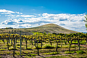 USA, Bundesstaat Washington, Yakima Valley. Frühlingslicht im Weinberg von Kitzke Cellars (nur für redaktionelle Zwecke)