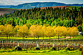 USA, Bundesstaat Washington, Walla Walla. Frühlingsmorgen auf dem Weingut Figgins Estate Vineyard im Bezirk Mill Creek von Walla Walla. (Nur für redaktionelle Zwecke)