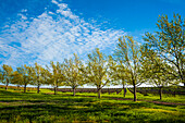 USA, Washington State, Walla Walla. Spring morning on a Walla Walla vineyard.