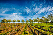 USA, Bundesstaat Washington, Walla Walla. Frühlingslicht auf dem Weingut Figgins Estate Vineyard (nur für redaktionelle Zwecke)