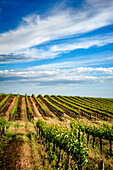 USA, Washington State, Pasco. Spring morning on Sagemoor Vineyard, located in the White Bluffs AVA of the Columbia Valley. (Editorial Use Only)