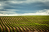 USA, Washington State, Yakima Valley. Rows in a Washington vineyard at spring.