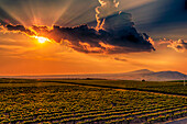 USA, Washington State, Red Mountain. Sunset over Kiona Winery and Vineyards on Red Mountain. with Rattlesnake Mountain in the background.. (Editorial Use Only)