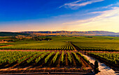 USA, Washington State, Red Mountain. Dusk on the vineyards of Red Mountain wine region with Horse Heaven Hills in the background. (Editorial Use Only)