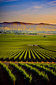 USA, Bundesstaat Washington, Red Mountain. Abenddämmerung über den Weinbergen der Weinregion Red Mountain mit den Horse Heaven Hills im Hintergrund. (Nur für redaktionelle Zwecke)