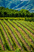 USA, Bundesstaat Washington, Lake Chelan. Ein Weinberg glänzt in der Sommersonne des Chelan-Sees.