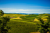 USA, Washington State, Walla Walla. The Spring Valley Vineyard is bordered by wheat fields on all sides. (Editorial Use Only)