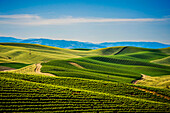 USA, Washington State, Walla Walla. The Spring Valley Vineyard is bordered by wheat fields on all sides. (Editorial Use Only)