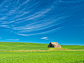 USA, Washington State, Palouse Region. Old barn in spring wheat field (PR)
