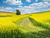 USA, Washington State, Palouse Region. Lone tree in canola field with field road running through