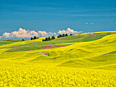 USA, Washington State, Palouse Region. Spring canola field with contours and lines
