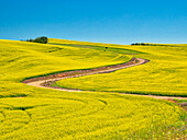 USA, Washington State, Palouse Region. Spring canola field with contours and lines