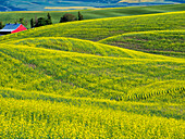 USA, Washington State, Palouse Region. Rolling hills of canola