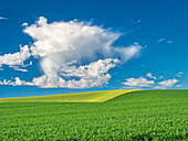 USA, Washington State, Palouse Region. Old round barn in canola and wheat fields