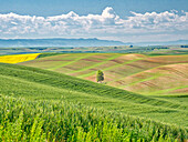 USA, Washington State, Palouse Region. Lone tree in Spring fields of wheat and canola