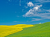 USA, Washington State, Palouse Region. Canola and wheat fields winding up a hill