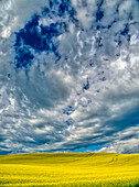 USA, Bundesstaat Washington, Palouse-Gebiet. Frühlingsrapsfeld mit Konturen und Wolken