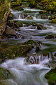 USA, West Virginia, New River Gorge National Park. Stream rapids in spring.