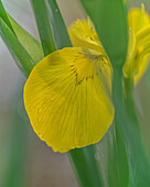 USA, West Virginia, New-River-Gorge-Nationalpark. Nahaufnahme einer gelben Schwertlilienblüte.