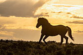 USA, Wyoming, McCullough Peaks Herd Management Area. Wild horse silhouetted at sunset.