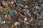 USA, Wyoming. Alpine Forget-Me-Not wildflowers and lichen, Absaroka Mountains