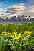 USA, Wyoming. Landscape of Grand Teton, Arrowleaf Balsamroot wildflowers and aspen trees, Grand Teton National Park.