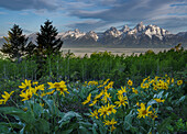 USA, Wyoming. Landscape of Grand Teton, Arrowleaf Balsamroot wildflowers and aspen trees, Grand Teton National Park.