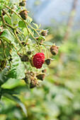 Ripe red edible raspberry growing on branch of perennial shrub cultivated in farm in countryside