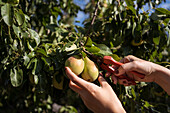 Unbekannte Bäuerin mit Baumschere pflückt frische Birnen vom Baum im Sommergarten in der Erntezeit