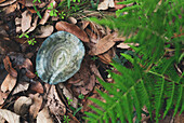 Hoher Blickwinkel auf einen indigoblauen Speisepilz, der auf einem mit trockenen Blättern bedeckten Boden im Herbstwald wächst
