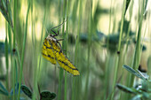 Wild butterfly with colorful wings sitting on long green stems of plant in forest against blurred background on summer day