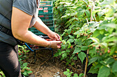 Crop focused adult female farmer standing in greenhouse and collecting ripe raspberries from bushes during harvesting process