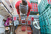 From above of attentive female gardener measuring weight of ripe raspberries on digital scales in van trunk