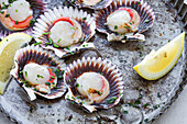 From above fresh appetizing scallops on shells served on ice on plate with lemon slices
