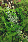 High angle of lichen on tree branch among green branches in abundant forest