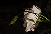 Zarte weiß blühende Lisianthusblüte auf grünem Stiel als Raumdekoration bei Sonnenlicht