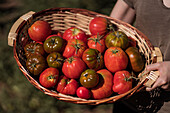 female farmer standing with basket full of fresh tomatoes in agricultural field in countryside