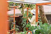 Rückenansicht einer nicht erkennbaren Gärtnerin, die sich um unreife Tomaten kümmert, die an den Zweigen eines Bäumchens auf einem Acker wachsen