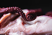 Closeup of raw octopus tentacle with round shaped suckers on dark background in studio