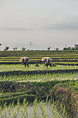 Two workers working in a rice field