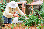 Unerkennbare fleißige Gärtnerin mit Hut und Flasche besprüht grüne Pflanzen im Gartenbeet eines Bauernhofs