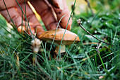 Nahaufnahme einer anonymen Frau, die an einem Sommertag in der Natur frische granulierte Steinpilze vom grasbewachsenen Boden sammelt