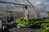 Male worker in apron writing notes in notepad while harvesting ripe lettuce and collecting in wheelbarrow near agricultural greenhouse in countryside
