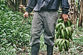 Abgeschnittener, nicht erkennbarer Mann mit Machete und einem Bündel grüner Bananen, der an einem Sommertag auf einer ökologischen Farm in Costa Rica in der Nähe von Bäumen spazieren geht