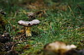 Nahaufnahme frischer Suillus granulatus Pilz wächst inmitten von nassem Gras am Sommermorgen in einem Waldgebiet